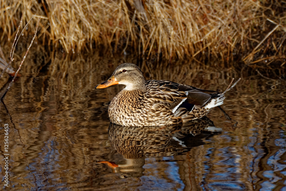 Fototapeta premium Mallard Duck Reflecting
