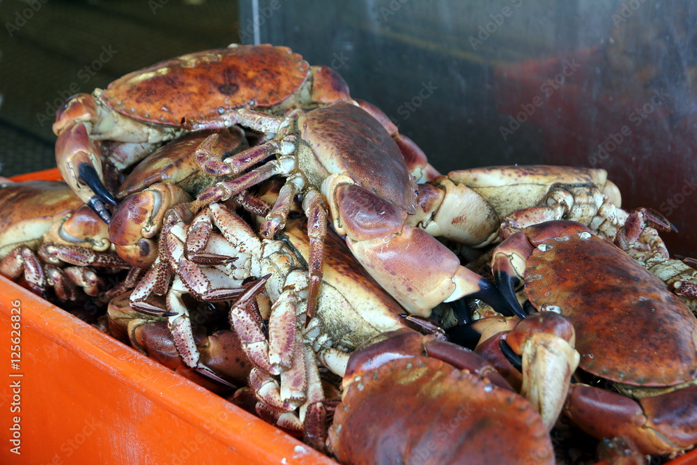 Freshly caught live edible crabs ready to be sold at the fishmon Freshly caught live edible crabs ready to be sold at the fishmon