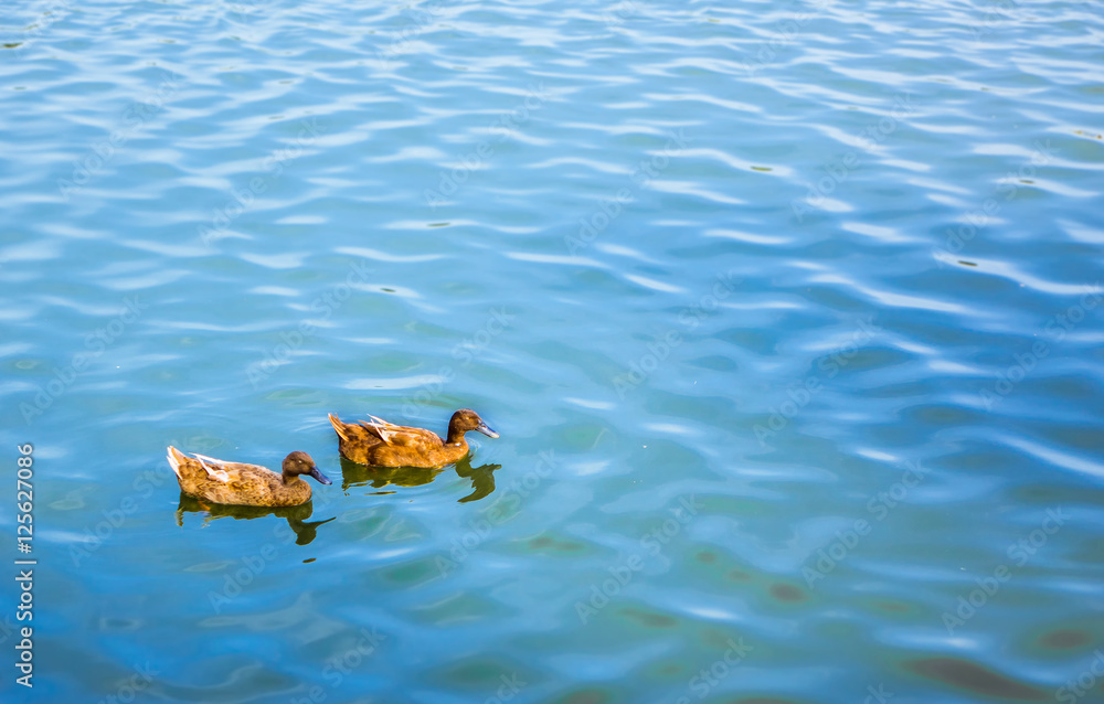 Fototapeta premium couple of Blown duck swinning on the blue water