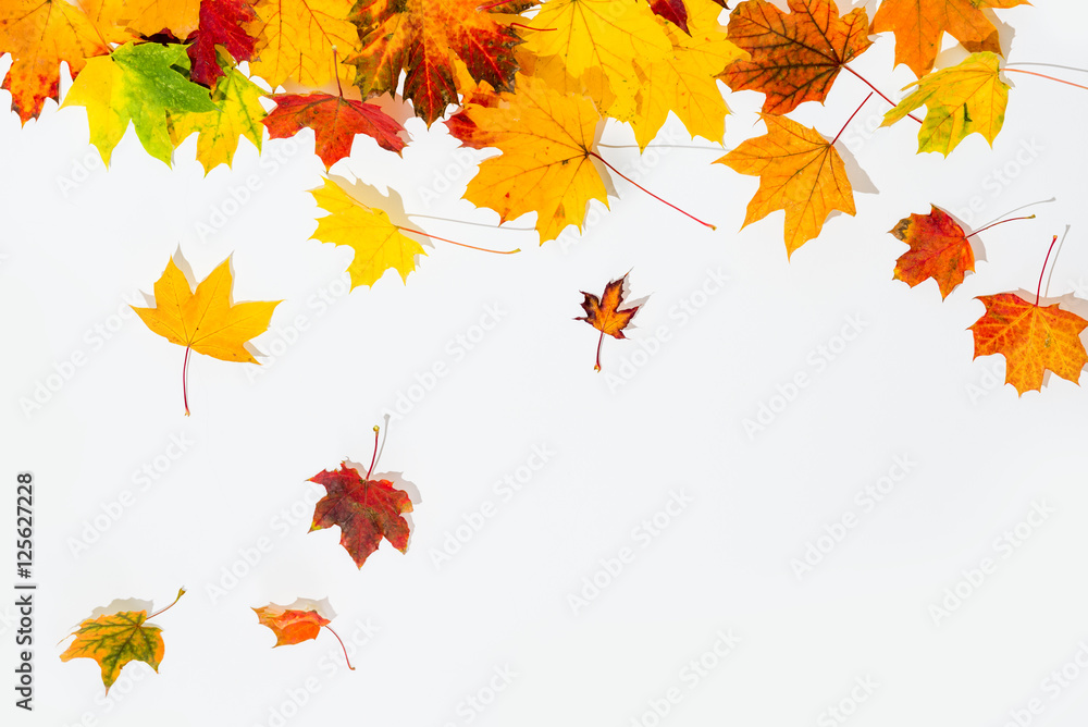 autumn leaves isolated - obrazy, fototapety, plakaty 
