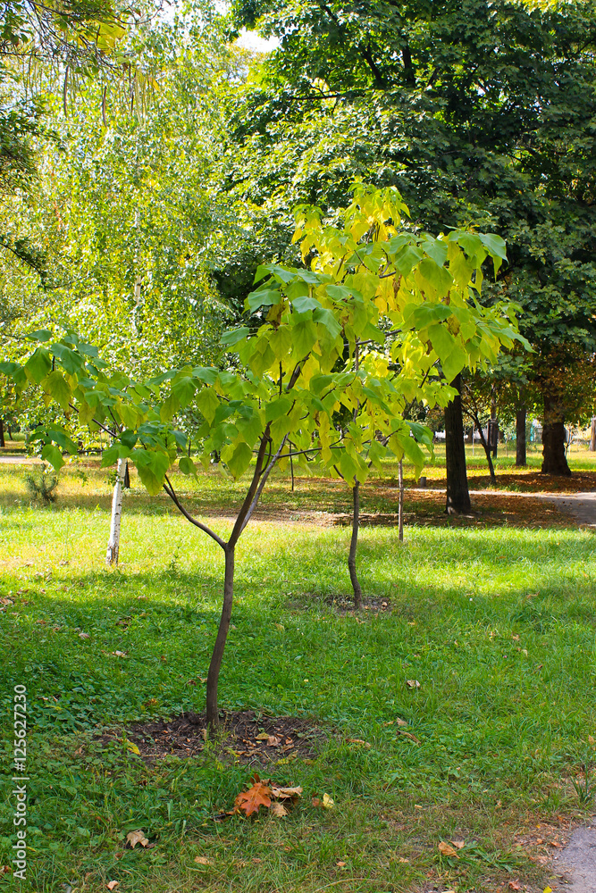 Naklejka premium Cigar tree (Catalpa bignonioides) in the park