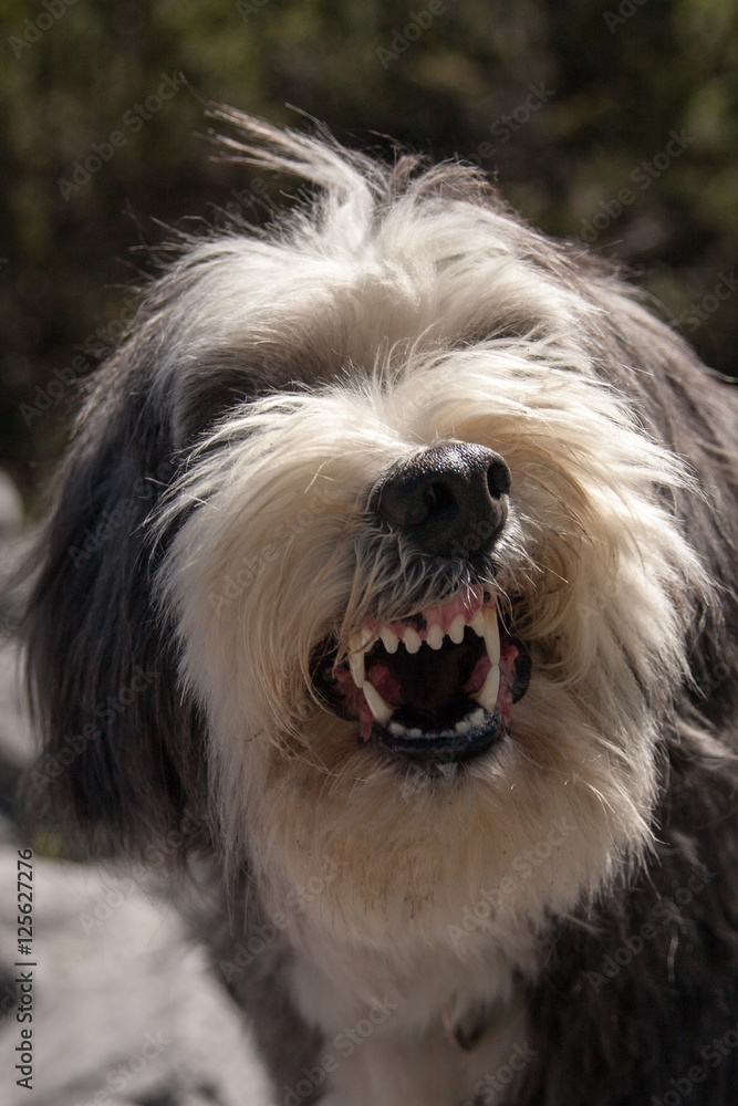 Set of teeth from a Bearded Collie dog