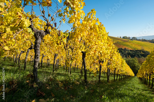 Fototapeta Naklejka Na Ścianę i Meble -  Herbst im Weinberg mit Herbstfarben gelb