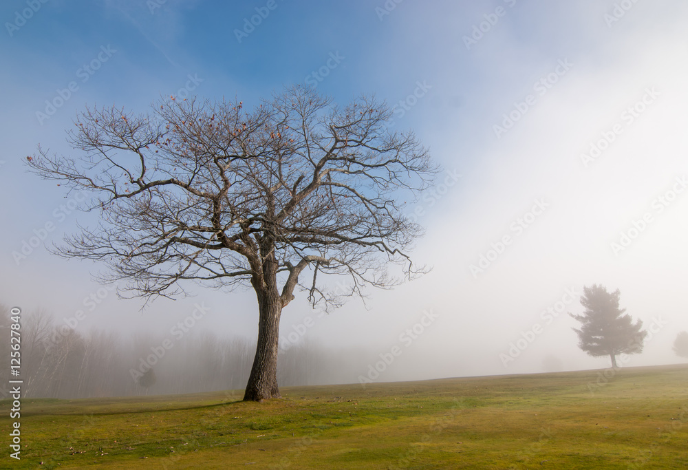 Fototapeta premium Large tree without leaves on foggy day in a field