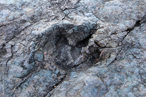 Huge dinosaur footprints, valley of Maragua, Bolivia
