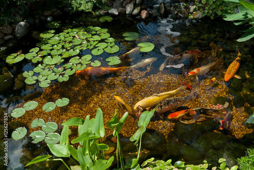 koi pond