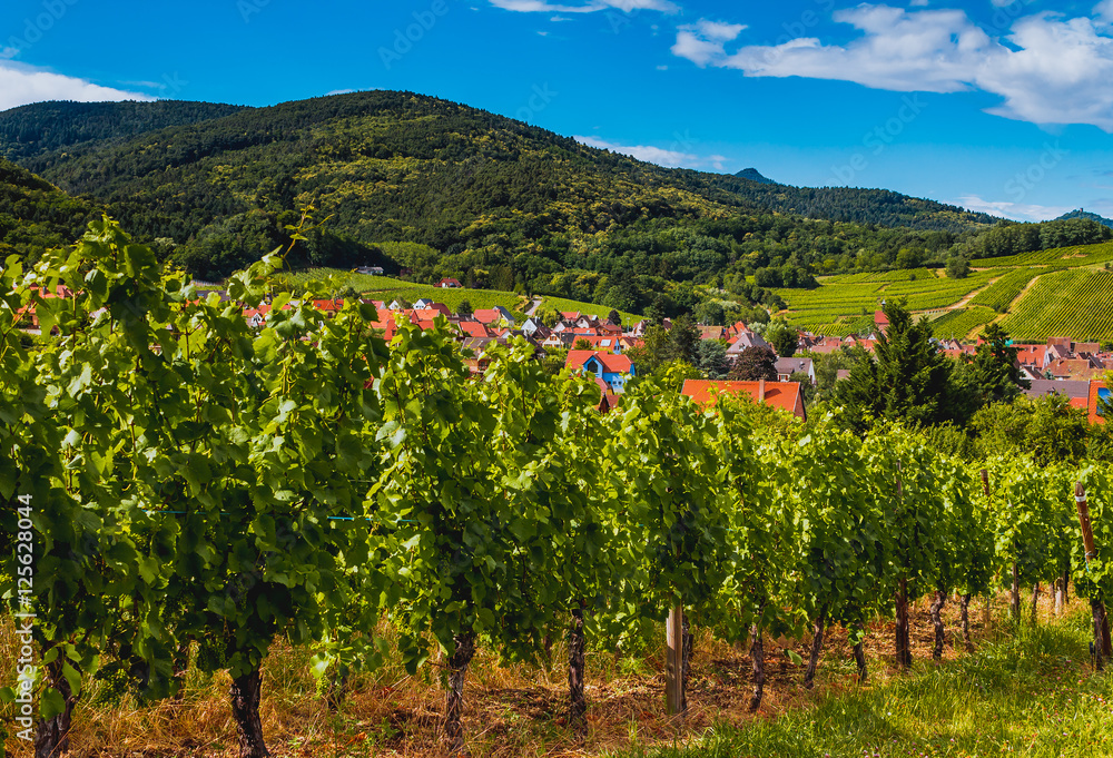 Vineyard landscape of Alsace, France