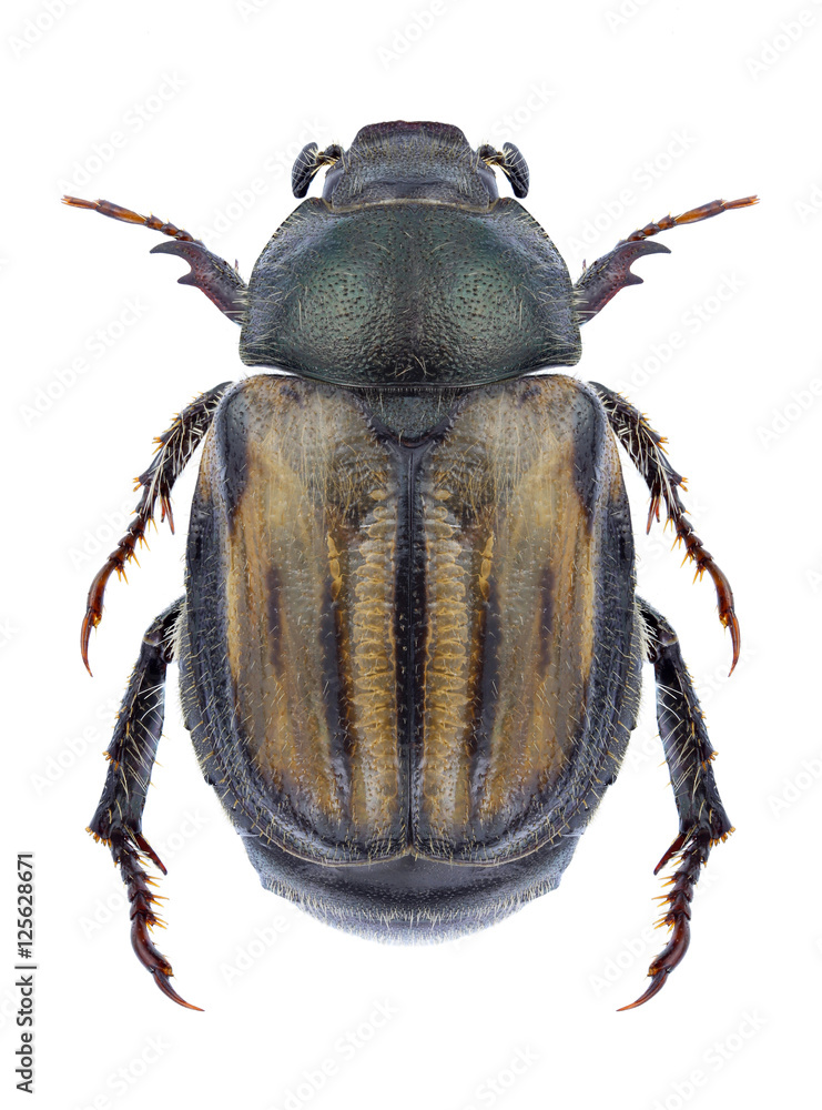 Beetle Blitopertha lineolata on a white background Beetle Blitopertha lineolata on a white background