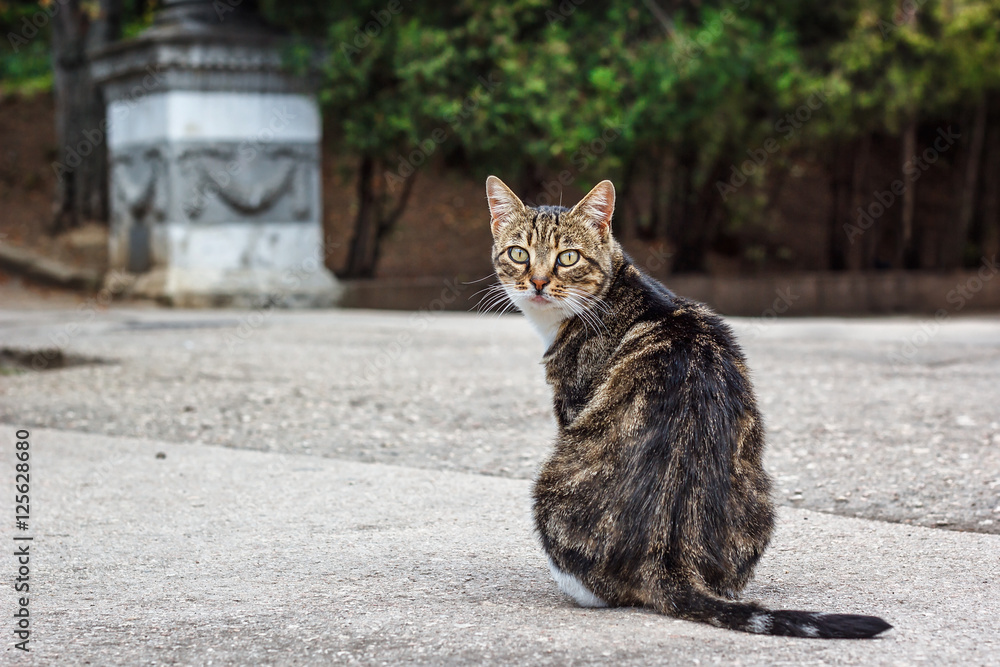 A fat tabby cat sitting on the road looking over shoulder towards camera.