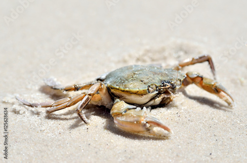 Sea crab on the sand on the seashore.