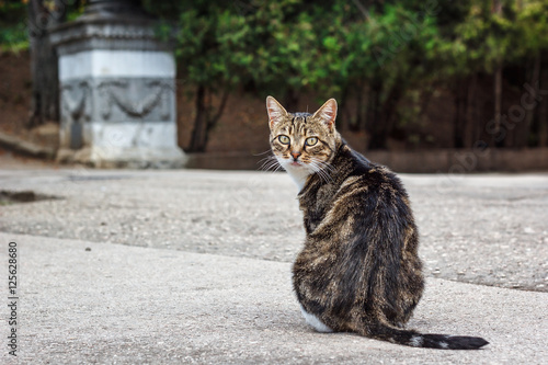 A fat tabby cat sitting on the road looking over shoulder towards camera.