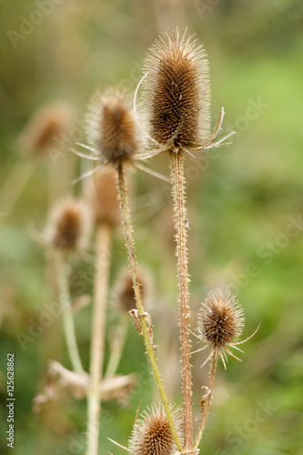 Browning thistle head in Autumn