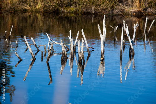 Die Moor und Filz - Landschaft Kendlmühlfilz photo