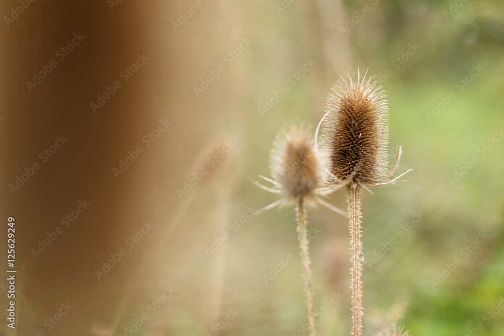 Autumn thistle Autumn thistle