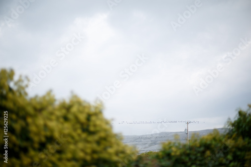 birds on a wire