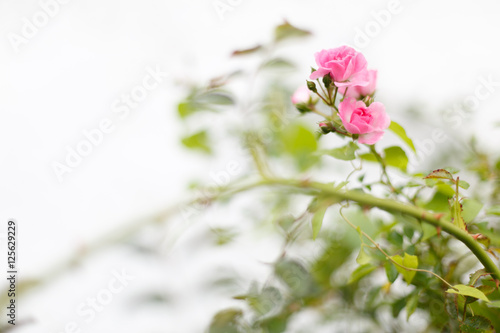 pink roses