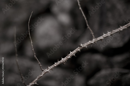 Thorny briar