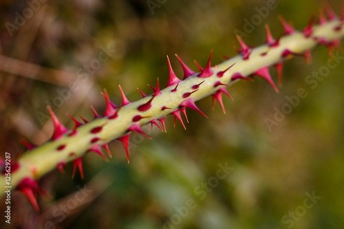red thorns