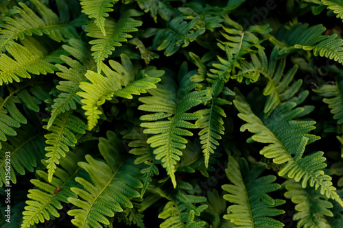 lush green ferns