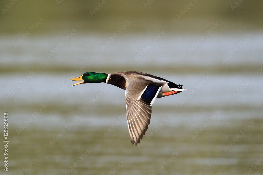 Obraz premium The male wild duck (Anas platyrhynchos) Mallard Duck Flying above river Danube,in Belgrade,Zemun,Serbia.