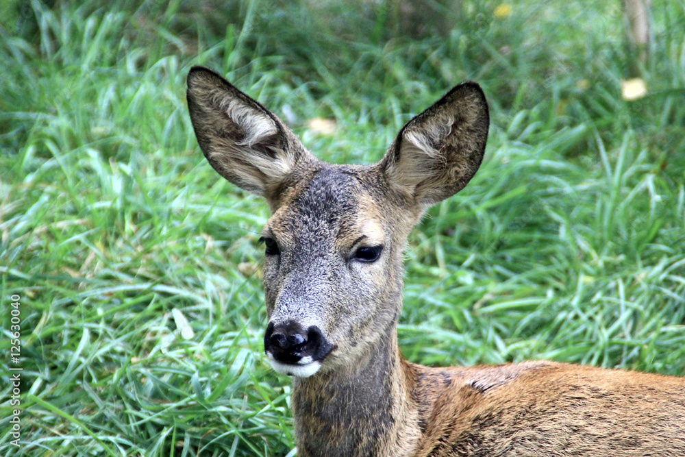 Portrait of the roe deer in the meadow