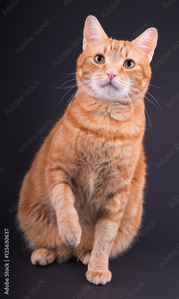 Ginger tabby cat sitting against dark gray background, with his paw up in anticipation of play