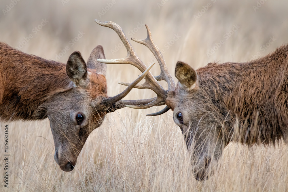 Obraz premium Deer Rutting. Animals fighting mating season.