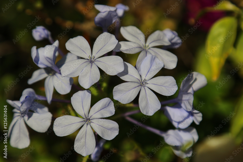 Obraz premium Flower of spaine