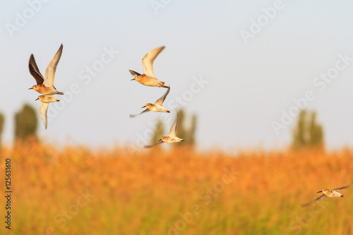 flock of sandpipers flying in a beautiful light