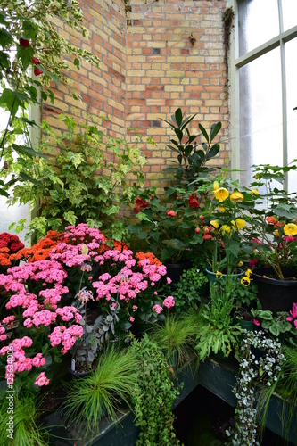 In corner of vintage greenhouse with warm weather loving flowers.