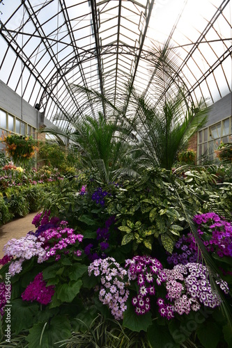Inside large vintage greenhouse with warm weather loving flowers.