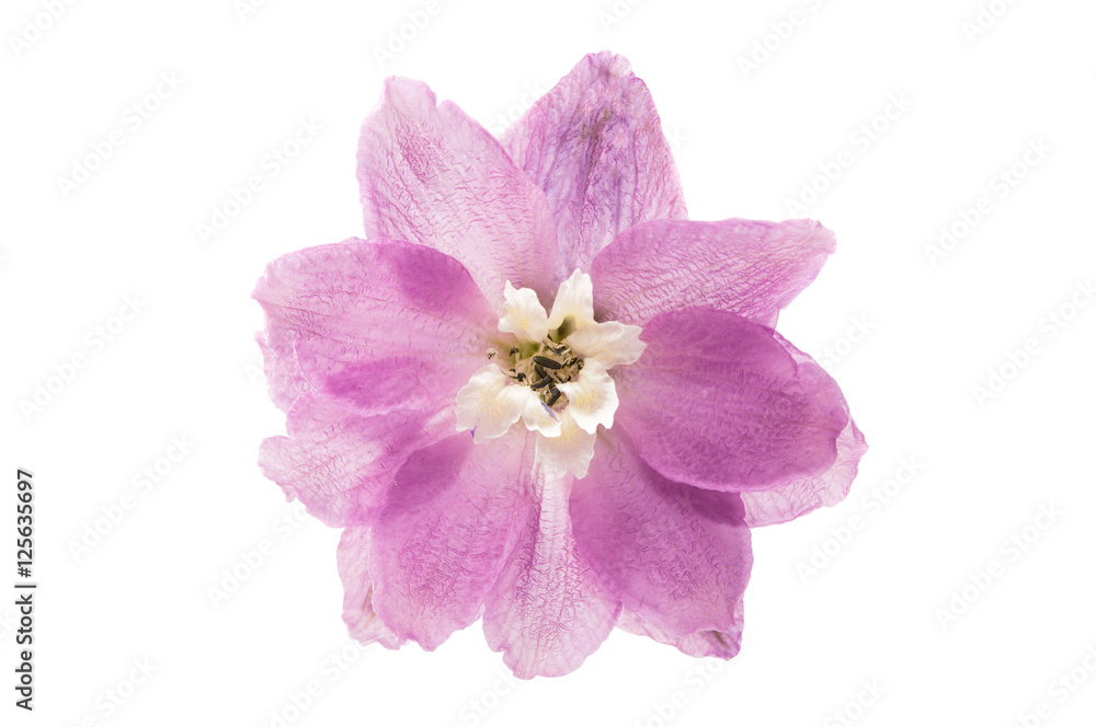 Obraz premium violet delphinium flower isolated