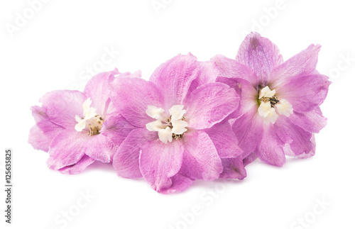 violet delphinium flower isolated