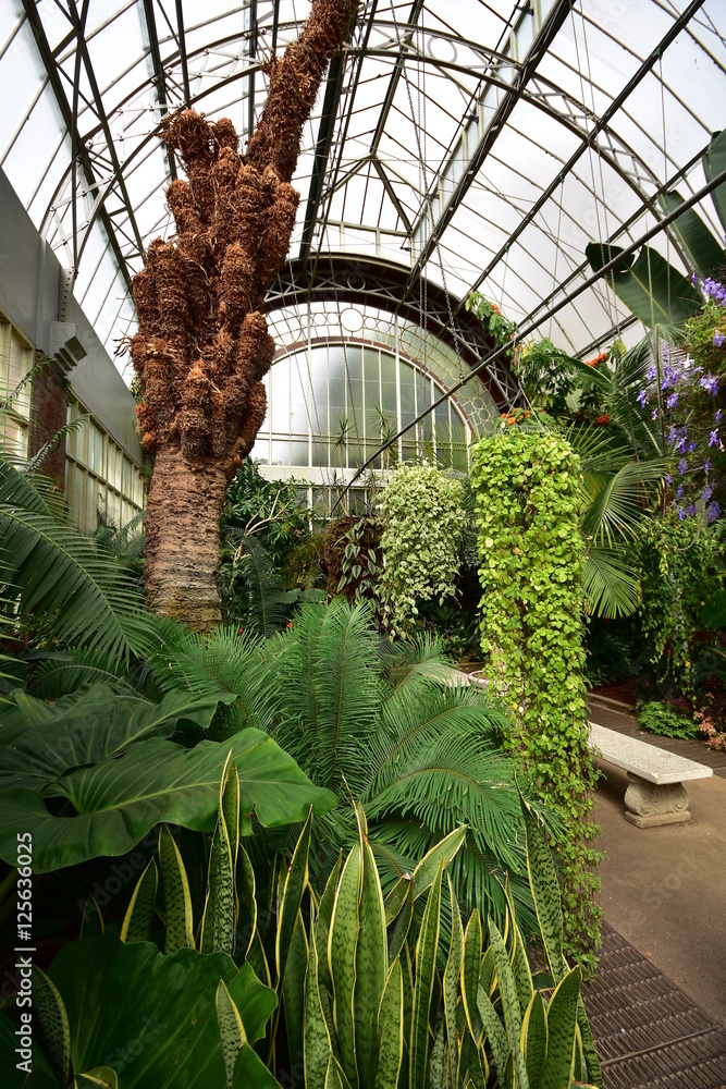 Fototapeta premium Inside large vintage greenhouse with tropical plants and trees.