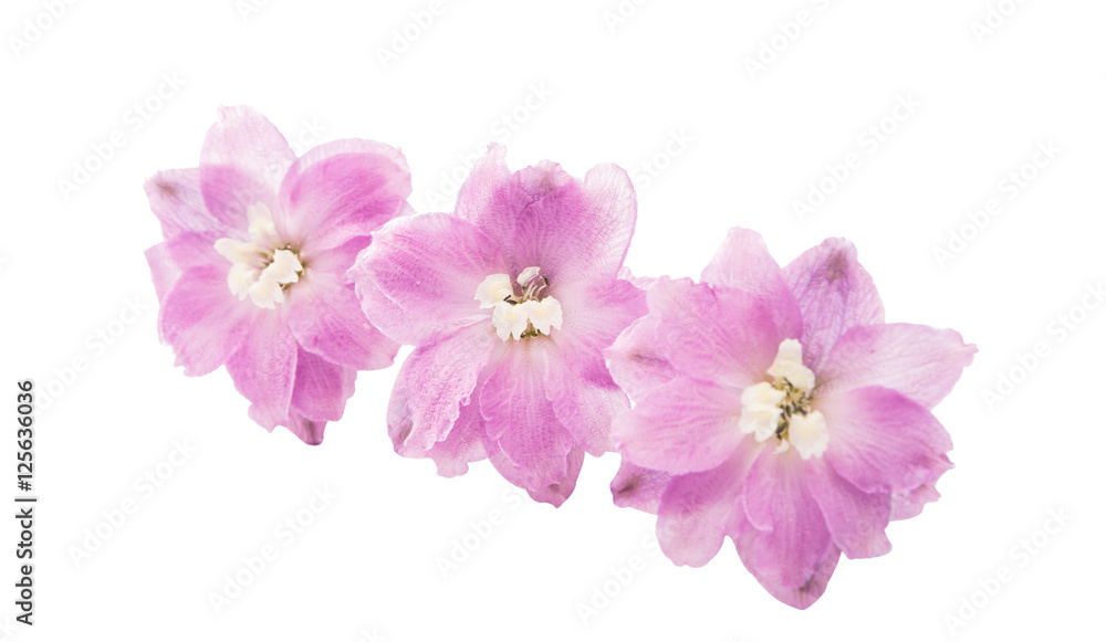 violet delphinium flower isolated