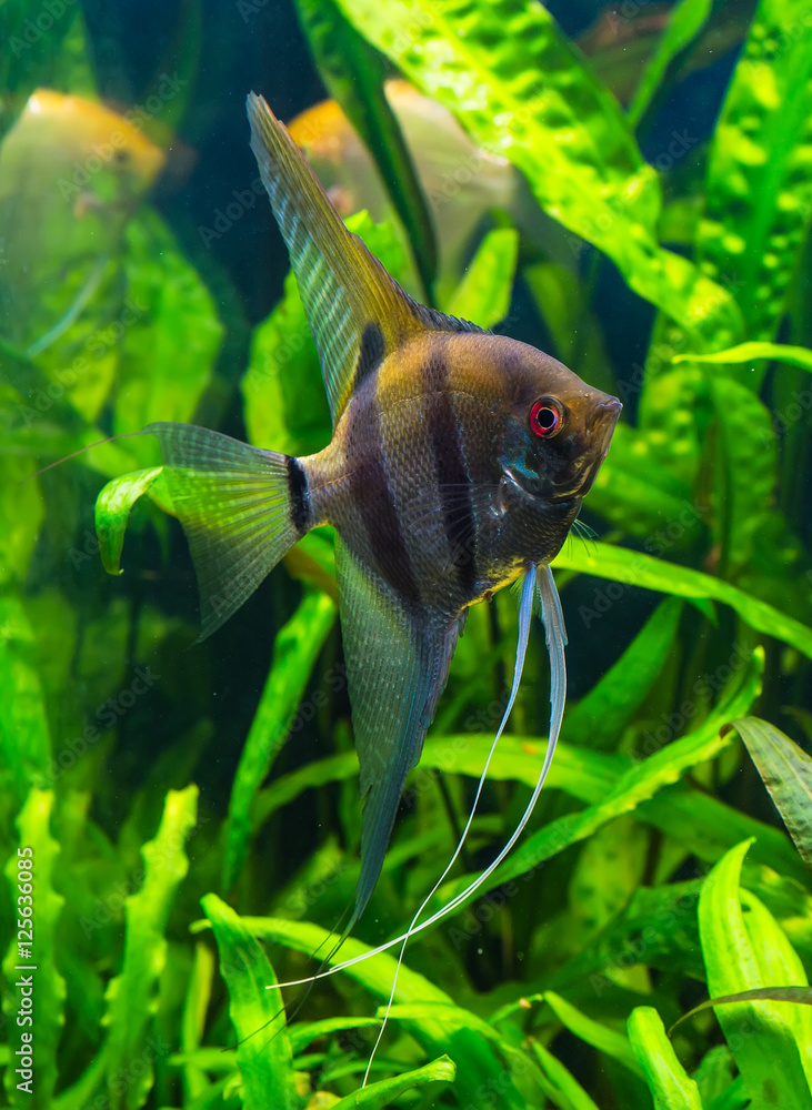zebra angelfish pterophyllum scalare aquarium Stock Photo | Adobe Stock