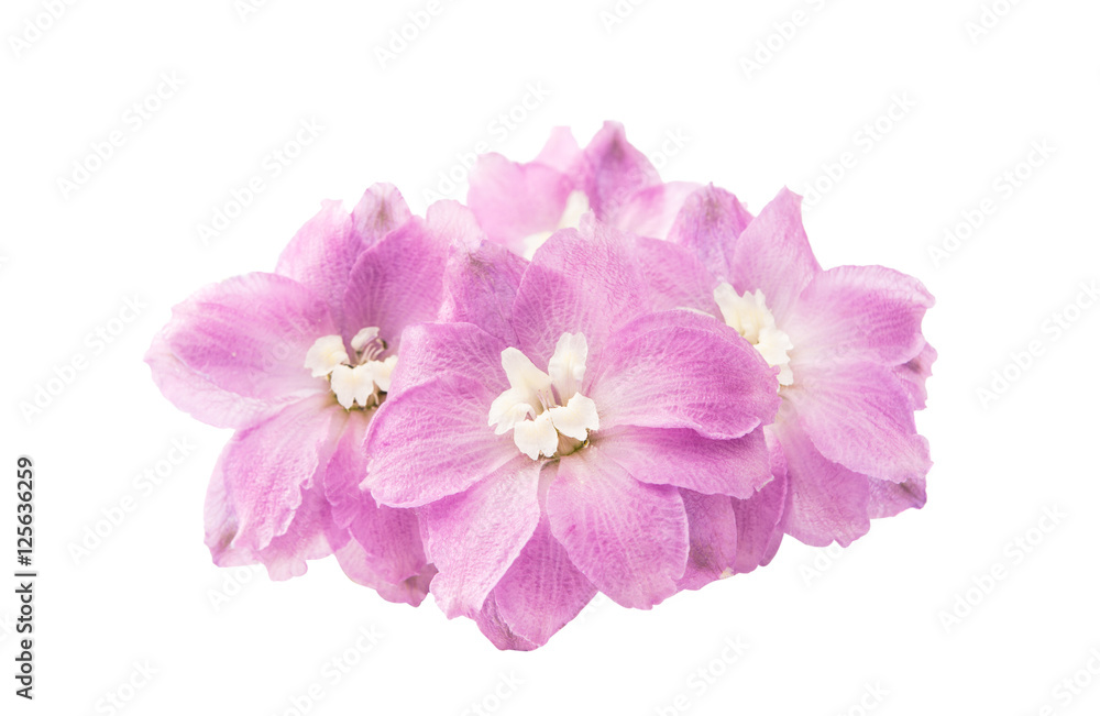 violet delphinium flower isolated