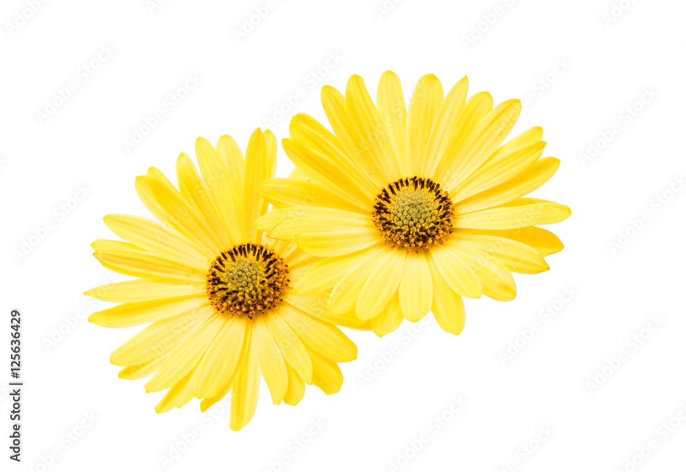 yellow daisy