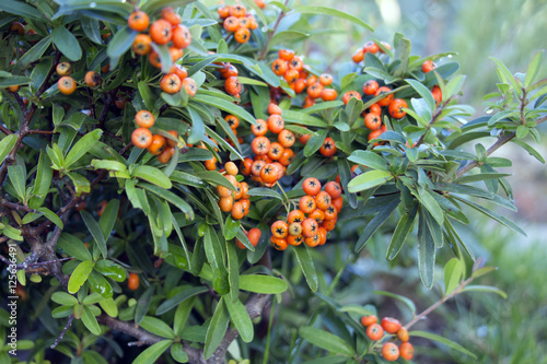 Red autumn berries of Pyracantha