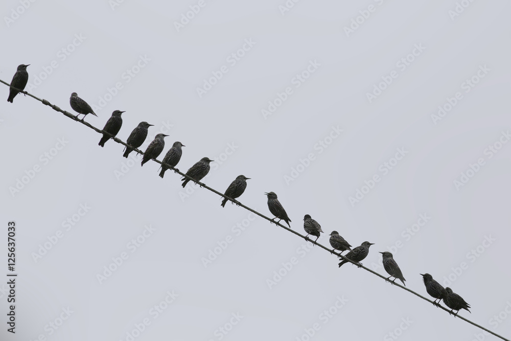 A flock of starlings resting and regaining her strength for the long flights A flock of starlings resting and regaining her strength for the long flights