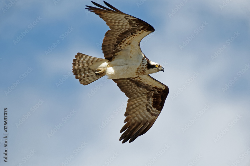 Fototapeta premium Osprey in Flight