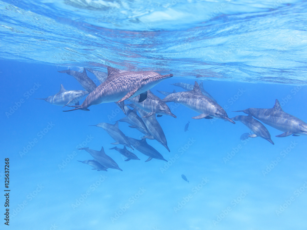 Obraz premium Group of dolphins in tropical sea, underwater