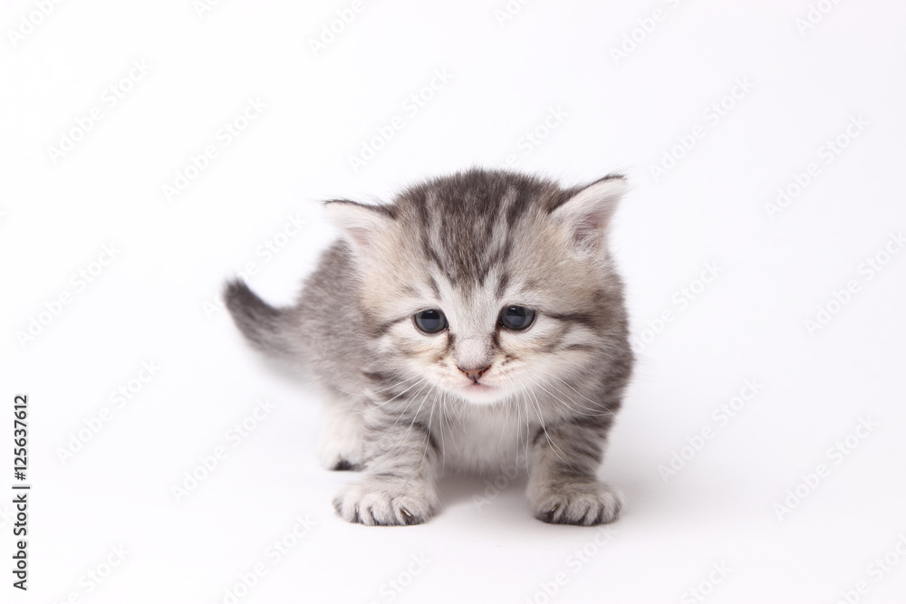 Fototapeta premium gray kitten on a white background