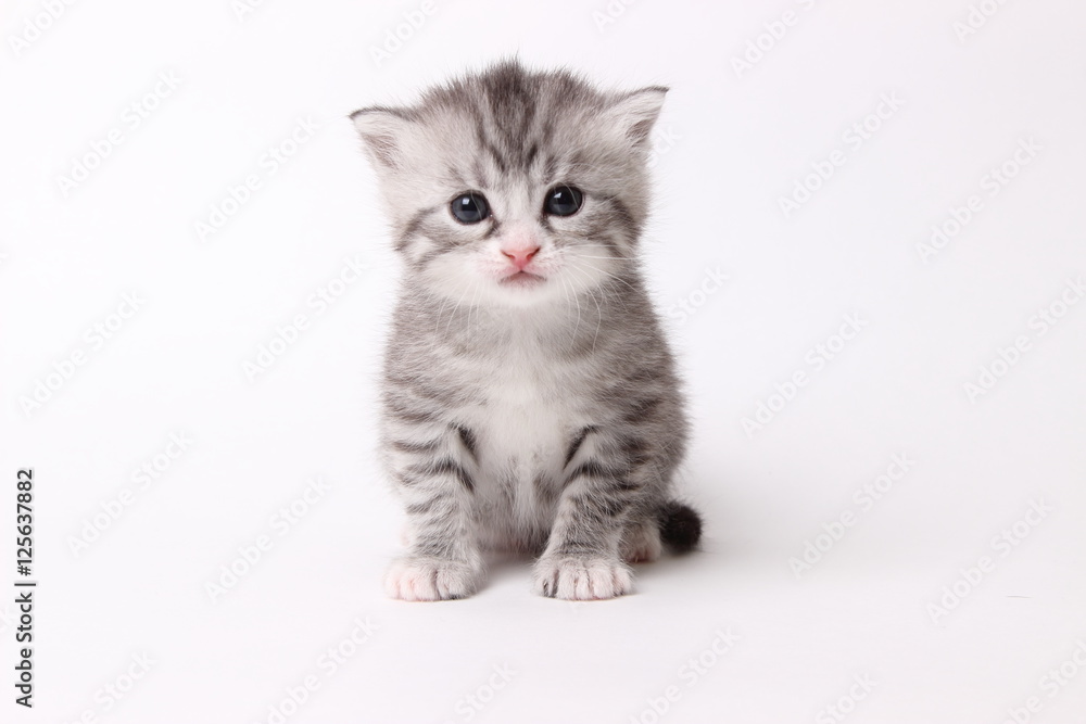 gray kitten on a white background