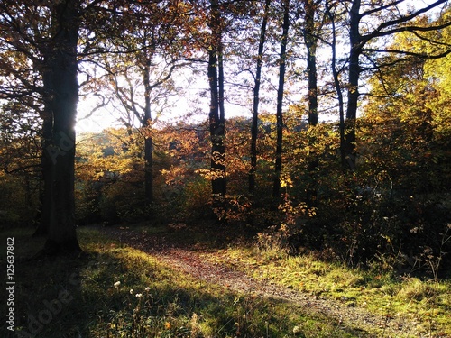 Forêt automnale