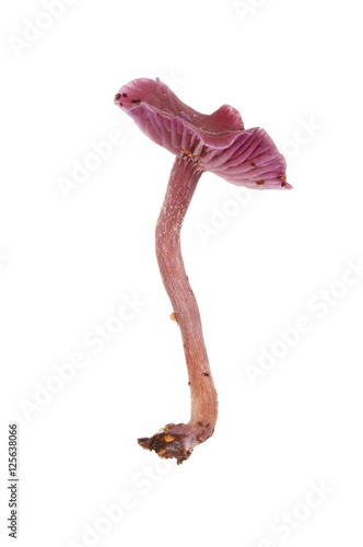 Fotografija Purple toadstool isolated
