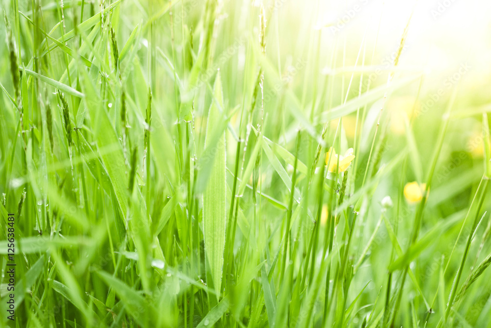 Obraz premium Fresh green grass background