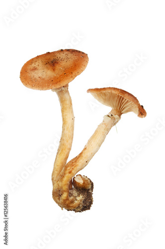 Toadstool fungi isolated