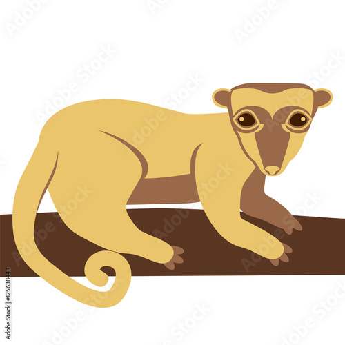 kinkajou honey bear animal