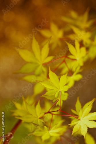 Autumn leaves nature background © enjoynz